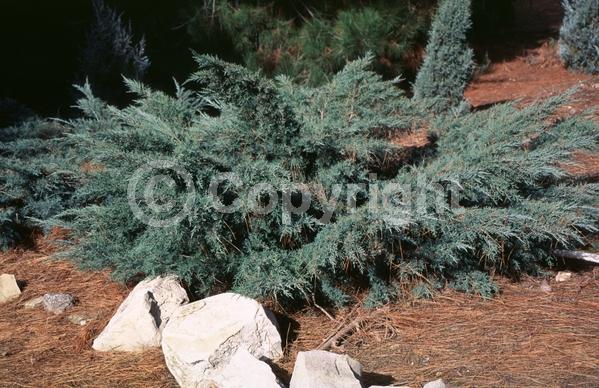 Yellow blooms; Green blooms; Evergreen; North American Native