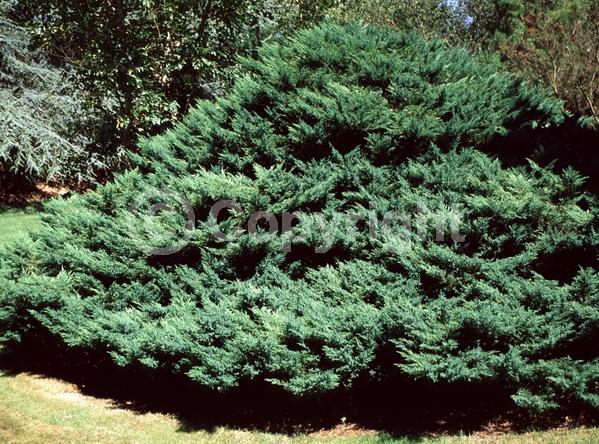Yellow blooms; Green blooms; Evergreen; North American Native