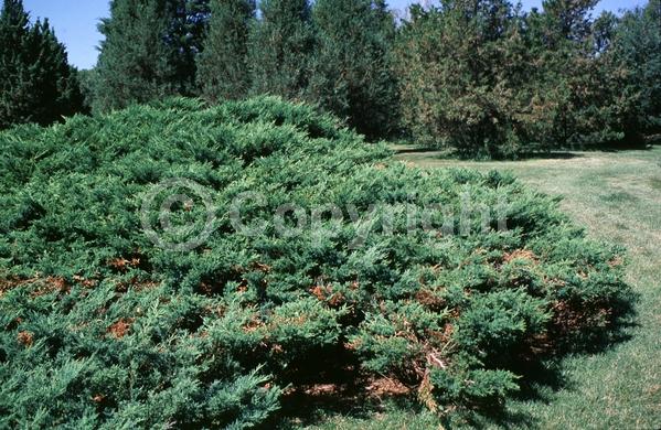 Yellow blooms; Green blooms; Evergreen; North American Native