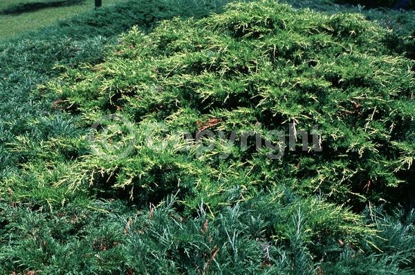 Yellow blooms; Brown blooms; Evergreen