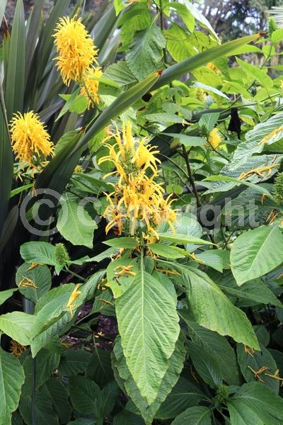 Yellow blooms; White blooms; Pink blooms; Evergreen