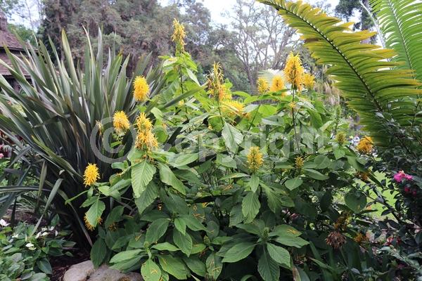 Yellow blooms; White blooms; Pink blooms; Evergreen