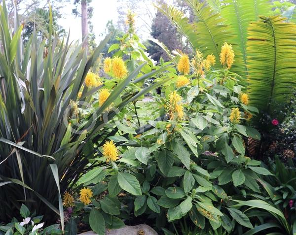 Yellow blooms; White blooms; Pink blooms; Evergreen