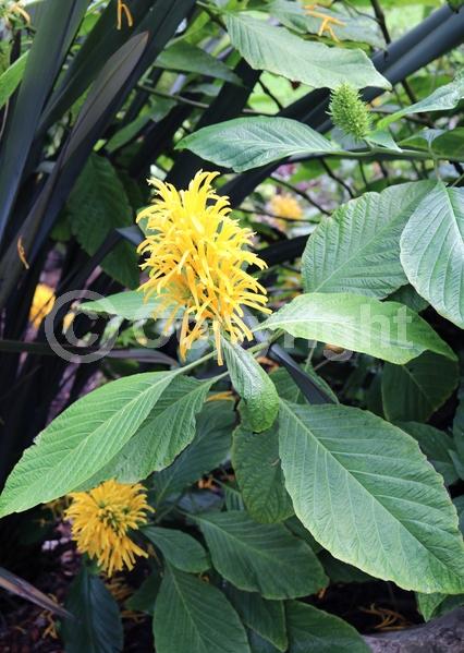 Yellow blooms; White blooms; Pink blooms; Evergreen