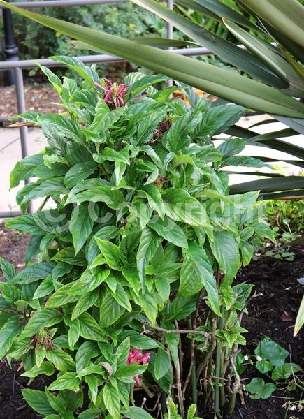 Yellow blooms; White blooms; Pink blooms; Evergreen