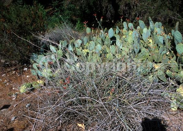 Red blooms; Deciduous; North American Native