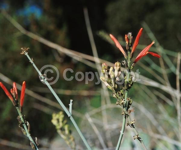 Red blooms; Deciduous; North American Native
