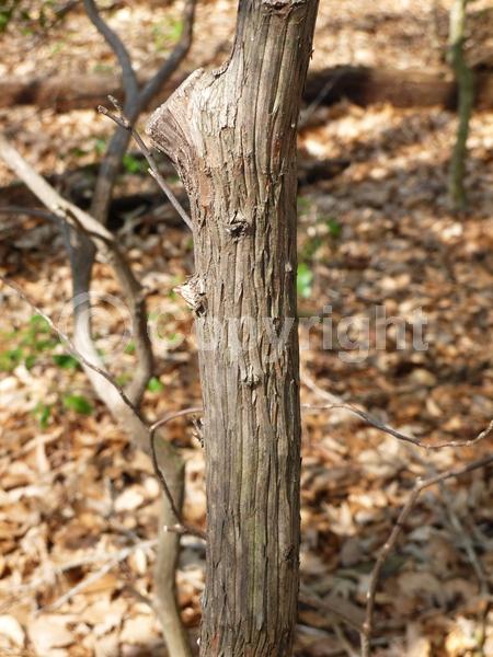 Red blooms; White blooms; Pink blooms; Evergreen; Needles or needle-like leaf; North American Native