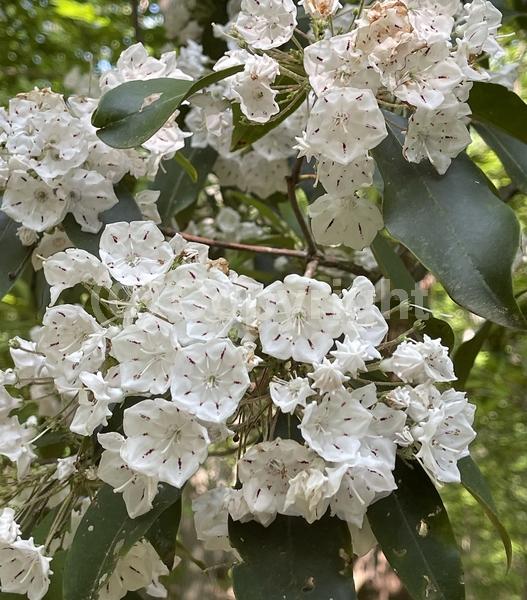 Red blooms; White blooms; Pink blooms; Evergreen; Needles or needle-like leaf; North American Native