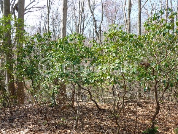Red blooms; White blooms; Pink blooms; Evergreen; Needles or needle-like leaf; North American Native