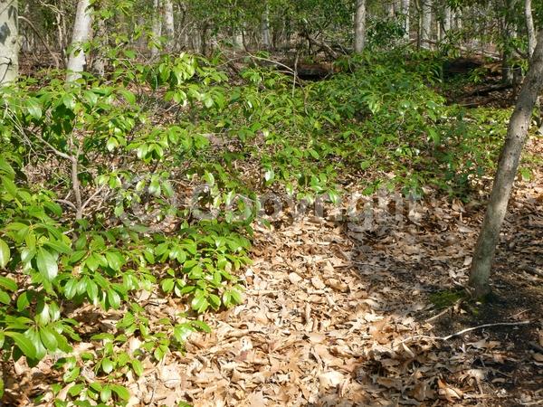 Red blooms; White blooms; Pink blooms; Evergreen; Needles or needle-like leaf; North American Native