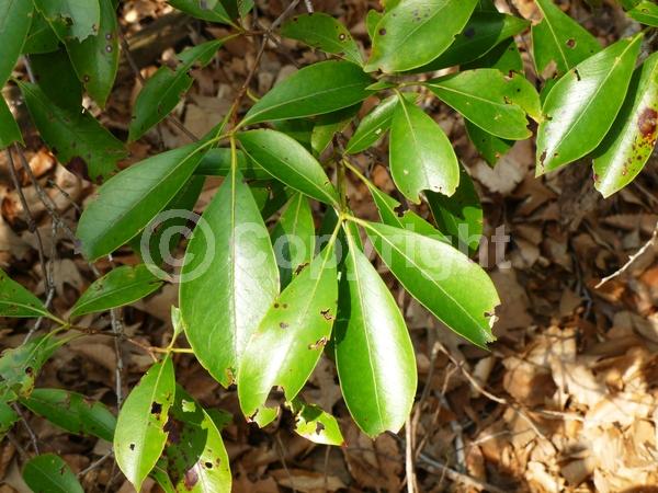 Red blooms; White blooms; Pink blooms; Evergreen; Needles or needle-like leaf; North American Native