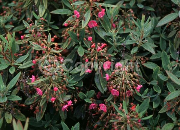 Purple blooms; Pink blooms; Evergreen; North American Native