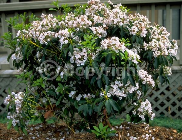 White blooms; Evergreen; Needles or needle-like leaf; North American Native