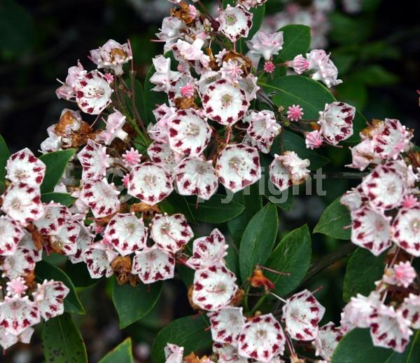 White blooms; Pink blooms; Evergreen; Needles or needle-like leaf; North American Native