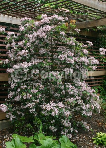 White blooms; Pink blooms; Evergreen; Needles or needle-like leaf; North American Native