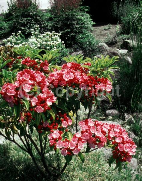 Pink blooms; Evergreen; Needles or needle-like leaf; North American Native