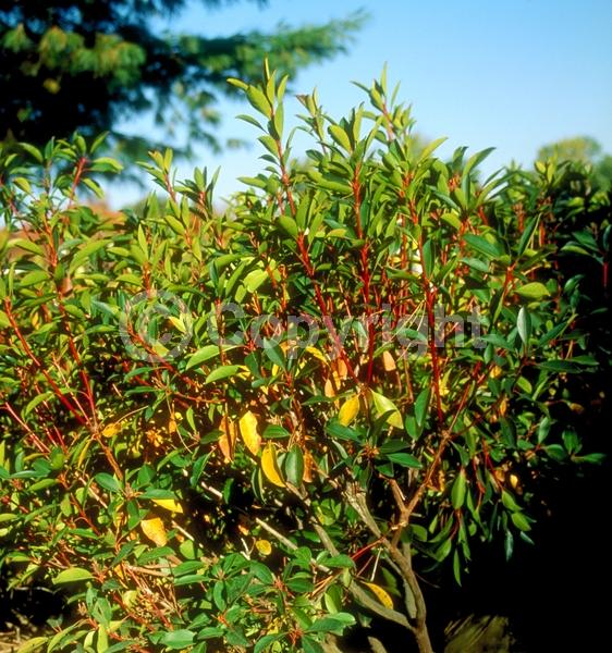 Red blooms; Pink blooms; Evergreen; Needles or needle-like leaf; North American Native