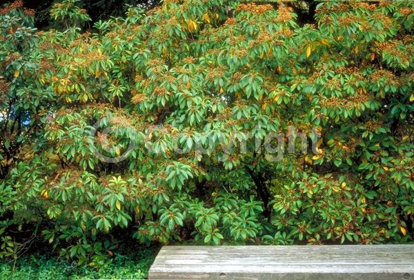 Red blooms; White blooms; Pink blooms; Evergreen; Needles or needle-like leaf; North American Native