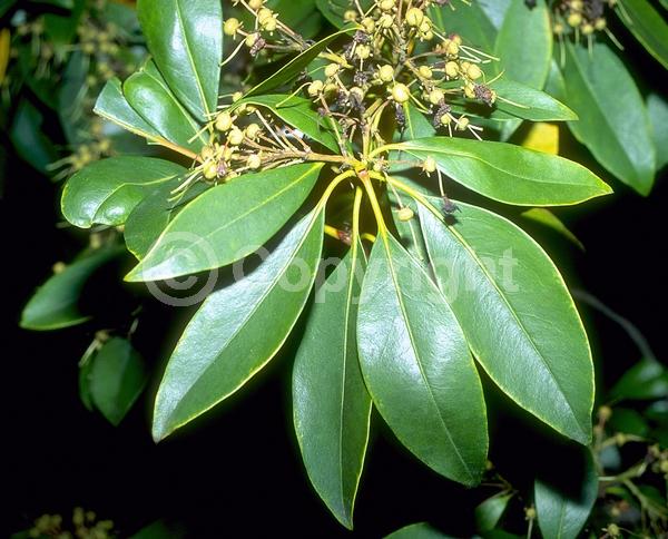 Red blooms; White blooms; Pink blooms; Evergreen; Needles or needle-like leaf; North American Native