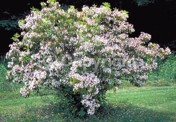 Red blooms; White blooms; Pink blooms; Evergreen; Needles or needle-like leaf; North American Native