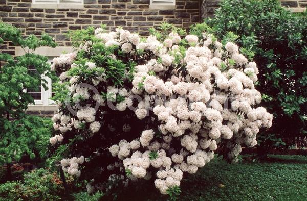 Red blooms; White blooms; Pink blooms; Evergreen; Needles or needle-like leaf; North American Native
