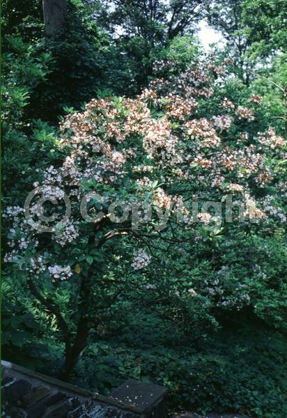 Red blooms; White blooms; Pink blooms; Evergreen; Needles or needle-like leaf; North American Native