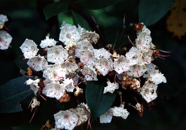 Red blooms; White blooms; Pink blooms; Evergreen; Needles or needle-like leaf; North American Native