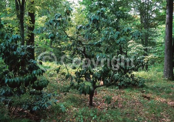 Red blooms; White blooms; Pink blooms; Evergreen; Needles or needle-like leaf; North American Native