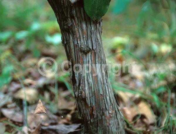 Red blooms; White blooms; Pink blooms; Evergreen; Needles or needle-like leaf; North American Native