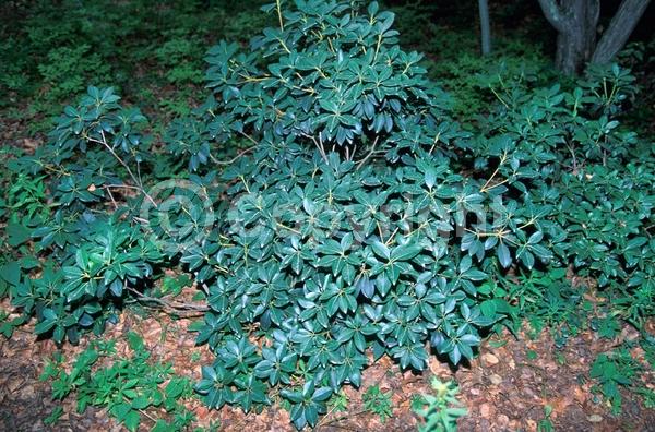 Red blooms; White blooms; Pink blooms; Evergreen; Needles or needle-like leaf; North American Native