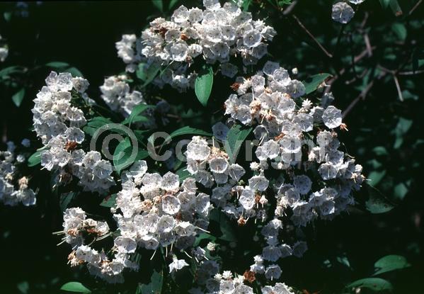 Red blooms; White blooms; Pink blooms; Evergreen; Needles or needle-like leaf; North American Native