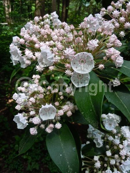 Red blooms; White blooms; Pink blooms; Evergreen; Needles or needle-like leaf; North American Native