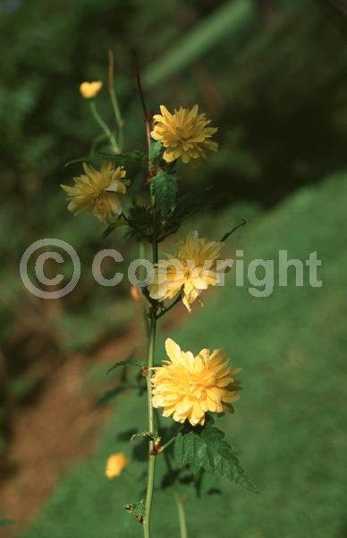 Yellow blooms; Deciduous