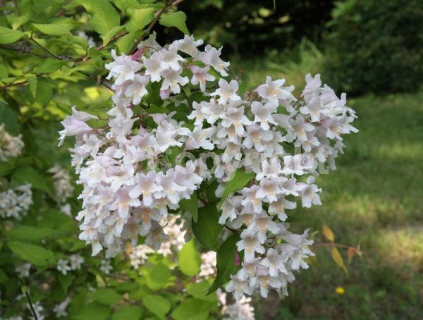 Pink blooms; Deciduous; Broadleaf