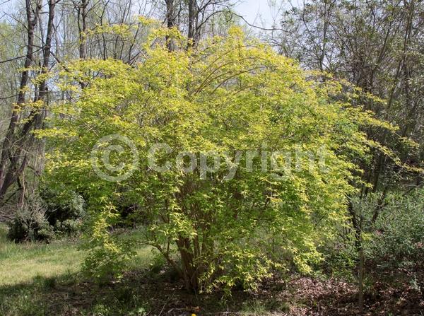 Pink blooms; Deciduous; Broadleaf
