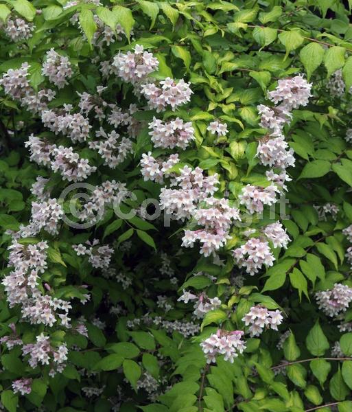 Pink blooms; Deciduous; Broadleaf