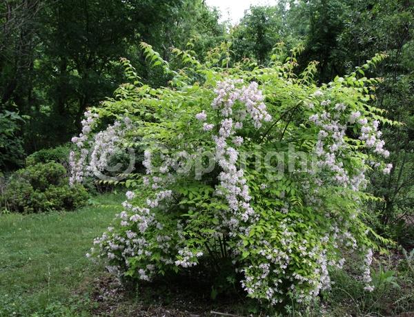 Pink blooms; Deciduous; Broadleaf