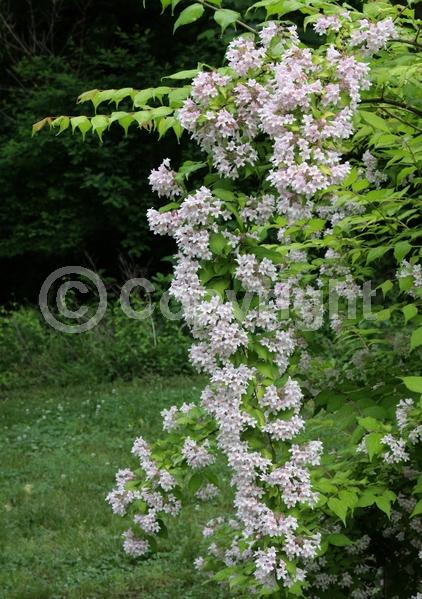 Pink blooms; Deciduous; Broadleaf