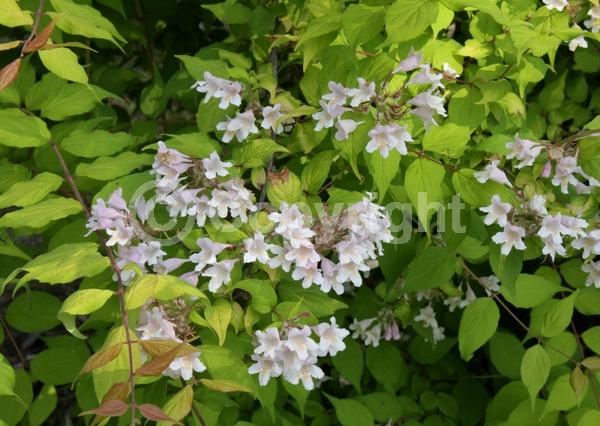 Pink blooms; Deciduous; Broadleaf
