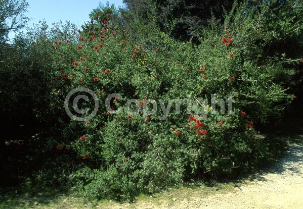 Red blooms; Evergreen; Broadleaf