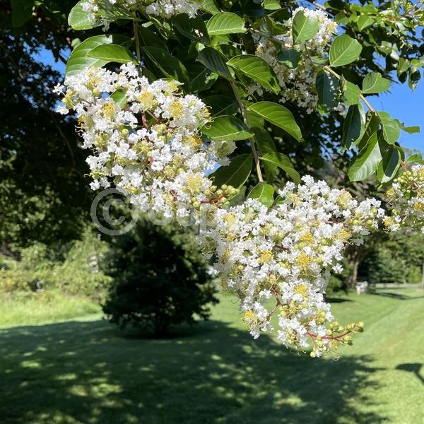 White blooms; Deciduous; Broadleaf