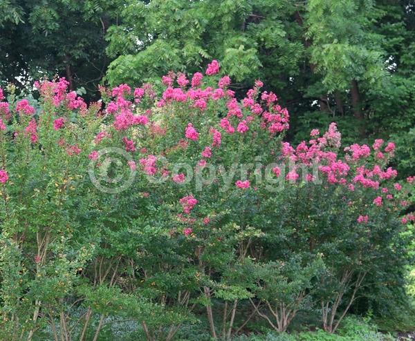 Red blooms; Deciduous