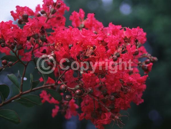 Red blooms; Deciduous; Broadleaf