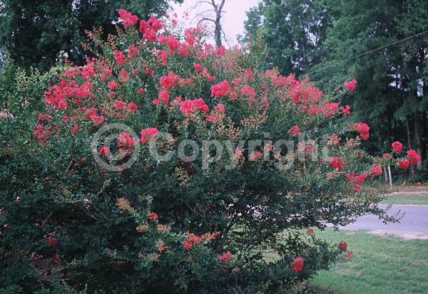 Red blooms; Deciduous; Broadleaf
