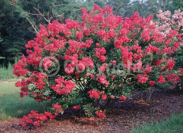 Red blooms; Deciduous; Broadleaf
