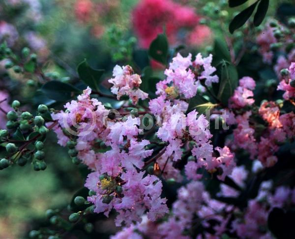 Pink blooms; Deciduous