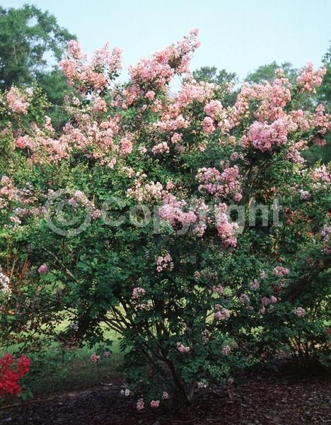 Pink blooms; Deciduous
