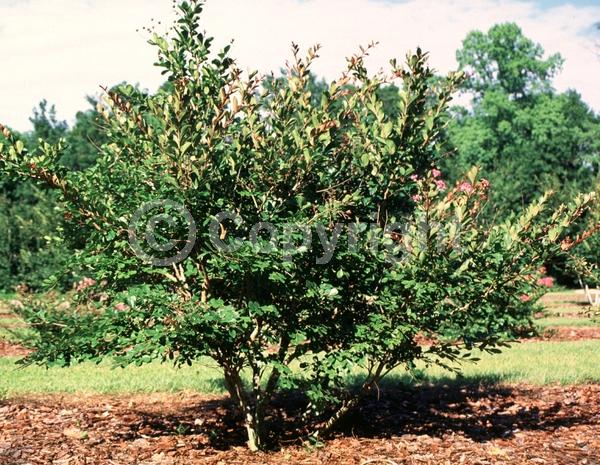 Pink blooms; Deciduous
