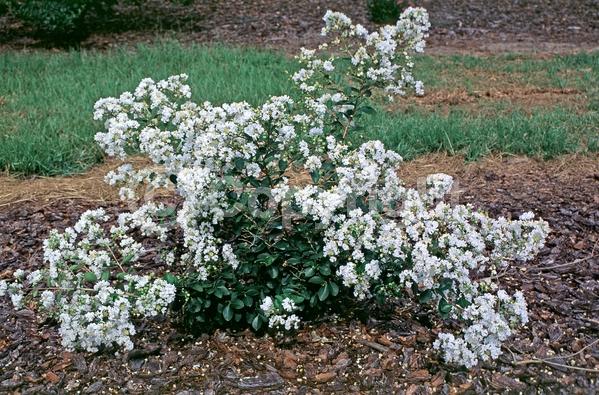 White blooms; Deciduous
